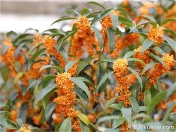 盘点10个具有浓烈花香的植物，芳香四季