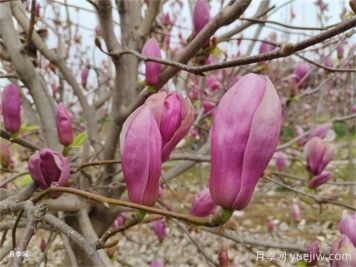 辛夷是玉兰花的花苞吗？