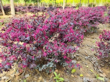 夏季洪涝灾害后，苗圃五大措施救护苗木