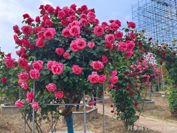 反季节移栽大树的6大养护措施