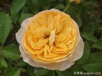最美花中皇后，10个经典月季品种推荐