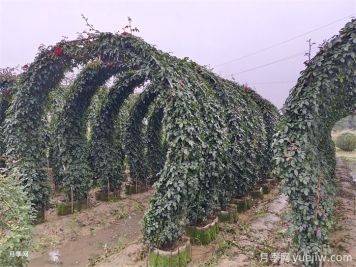 3米高造型圆形大型月季拱门景区必备价格