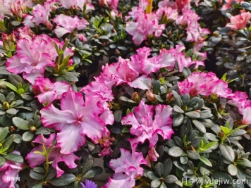 室内常用观叶植物品种