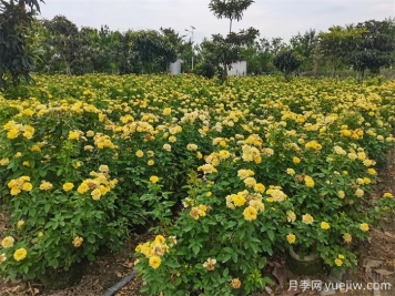 处暑节气后月季的日常养护