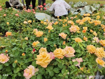 如何搭配花卉和地被植物来营造丰富的景观效果？