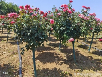 夏秋季节移植树状月季的养护管理