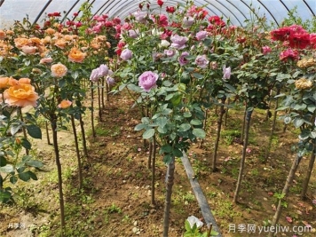 梅雨季节苗木培育要点