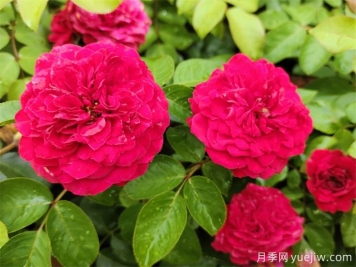 梧州适合养月季花吗？市花和市树是什么？