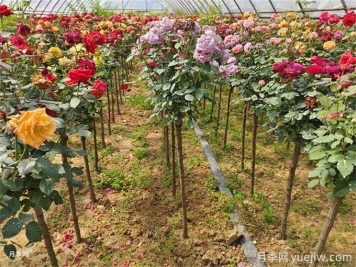 一株月季花开多色，芽接教你如何做到