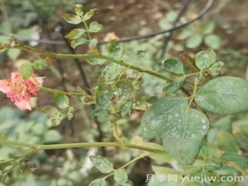 想要月季秋花开的美，关键是防治蓟马