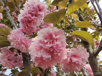 樱花简介，樱花生长周期和品种特点