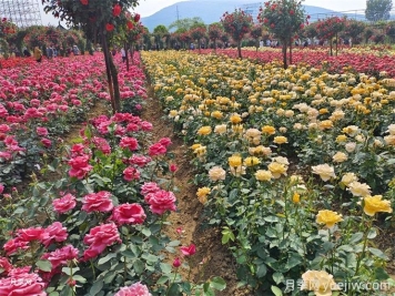 不同庭院花境风格对植物配置的要求