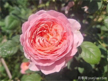 花期超长的3个月季花，你一定会爱上它们