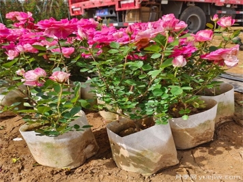 月季哪个季节种植最容易活？春夏秋冬移栽月季指南