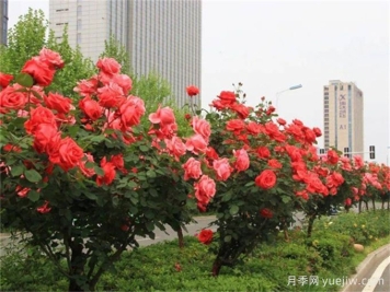 合肥树状月季花爆火!真相没你想得那么简单!