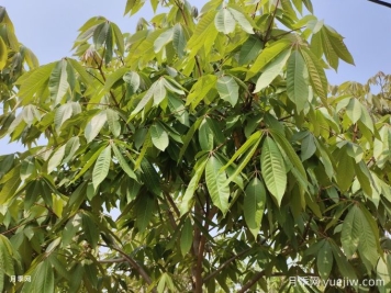 园林植物:  七叶树