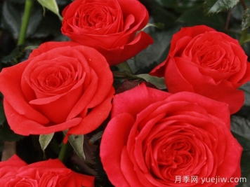 玛斯兰月季/永远的马斯兰月季
