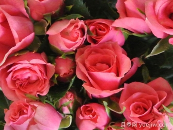 永远的粉色莫斯科月季