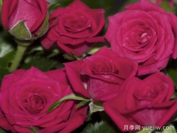 永远的丽娃月季