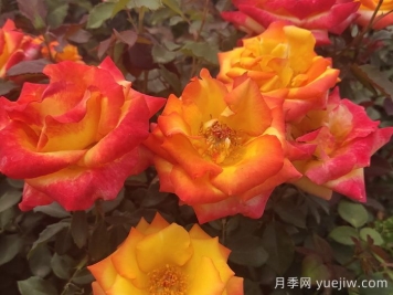 南京适合养月季吗？市花和市树是什么