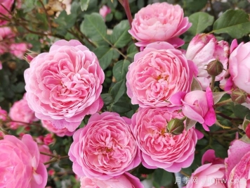 开封适合养月季花吗？市花和市树是什么？