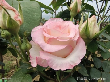 送了这么多年的玫瑰，竟然全是月季？