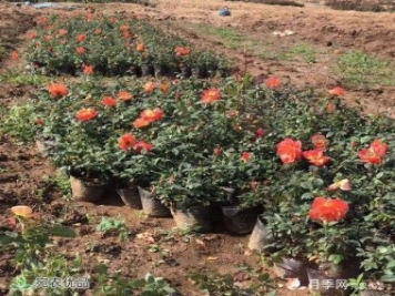 经过远距离运输的月季裸根苗，定植上盆办法详解