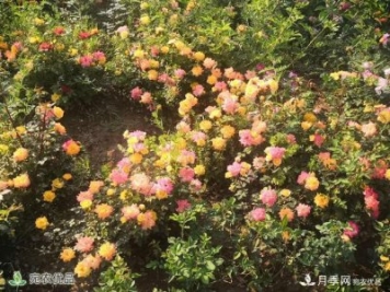 河南镇平县赵河公园，月季花开美如画