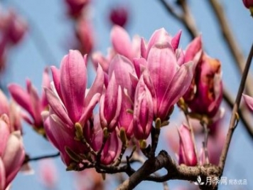 紫玉兰育苗与栽培技术，简单又方便学习一下
