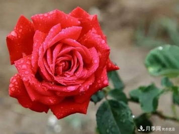 雨后南阳月季公园里的月季花娇艳欲滴