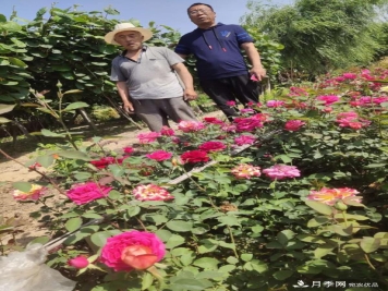 河南省尉氏县张市镇，月季花开出了贫困户的好日子