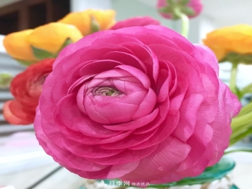 花毛茛色彩鲜艳，颇有牡丹花容颜