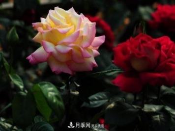 玫瑰、月季分不清？你买的玫瑰可能都是月季!