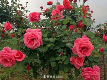 美丽的南阳月季!树状嫁接改变了月季的命运