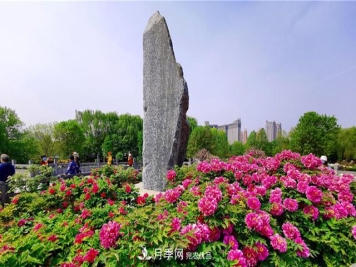 山东三大花都盛产牡丹、月季、玫瑰，看看是哪里？