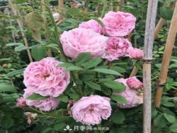 盘点30款又香又好看的月季，让花园香气迷人又美丽