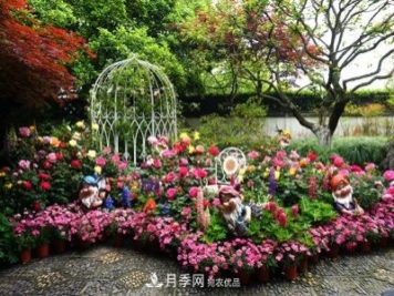记录2020第八届杭州西湖月季花精品展掠影