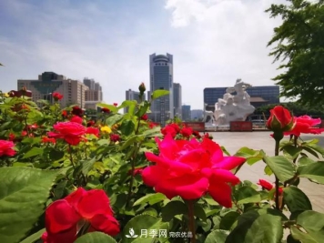 太原种植百万株月季花卉，打造玫瑰浪漫之都