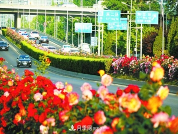 北京月季惊艳!250公里月季项链环绕京城