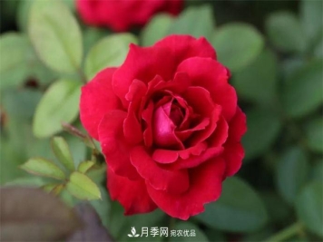 月季夫人蒋恩钿，是她把月季花种到了人民大会堂