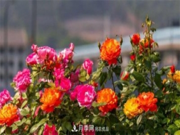 205万株月季全城盛放!贯穿杭州的空中花廊你走过吗？