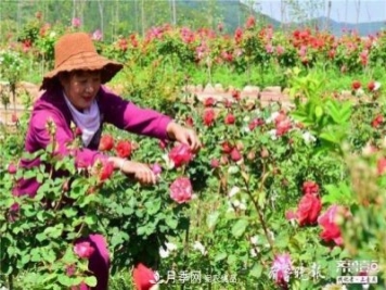 山东淄博沂源60亩月季花竞放，美丽产业助推特色乡村旅游