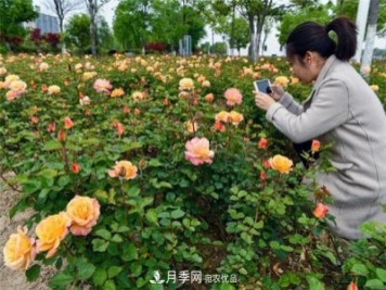 浙江东阳8万株月季花开城市公园添新景(图集)