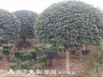 南阳精品桂花球，3-5公分桂花苗桂花树