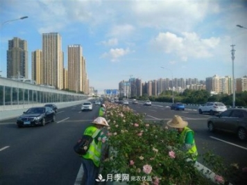 武汉园林工人高温下修枝除草，守护城市月季景观