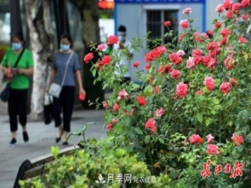 烈日下，武汉城区月季盛情开放(图集)