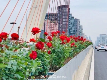 四川成都高颜值大花月季上街啦!
