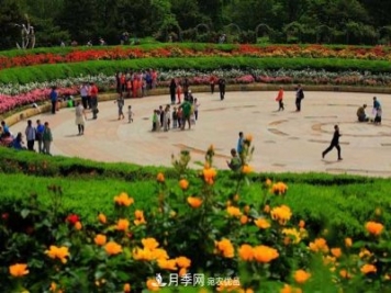 北京植物园树状月季花盛开，观赏效果超级赞!