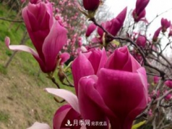 紫玉兰的介绍