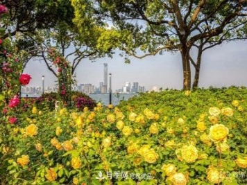 苏洲金鸡湖畔，赏大美月季花海